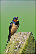 Sängerknabe... Rauchschwalbe *Hirundo rustica