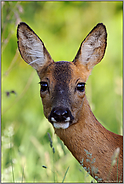 Portrait... Reh *Capreolus capreolus*