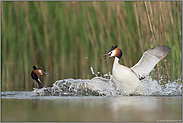 heftige Auseinandersetzung... Haubentaucher *Podiceps cristatus*