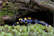 gut verborgen... Feuersalamander *Salamandra salamandra*