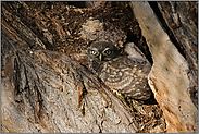 böse Blicke... Steinkauzästling *Athene noctua*