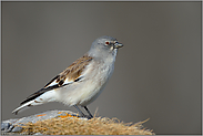 freigestellt... Schneesperling *Montifringilla nivalis*