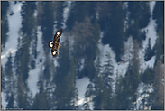 über den Wipfeln der Tannen... Steinadler *Aquila chrysaetos*