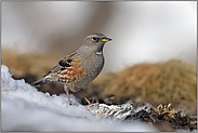 es wird Frühling... Alpenbraunelle *Prunella collaris*