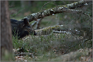 unbemerkt... Wildschwein *Sus scrofa*