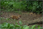 und schon auf der Hut... Rotfuchs *Vulpes vulpes*