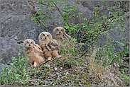 Nachwuchs bei den Uhus... Europäische Uhus *Bubo bubo*