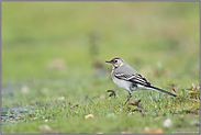 am Wasser... Bachstelze *Motacilla alba*