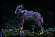 im Dunkel der Nacht... Grauer Wolf *Canis lupus*