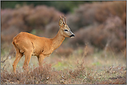 karge Kost... Rehbock *Capreolus capreolus*