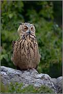 aus der Ecke heraus... Europäischer Uhu *Bubo bubo*