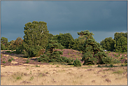 Wetterfronten... Heideblüte *Veluwe*