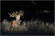 bei der Brunft im Wald... Rothirsch *Cervus elaphus*