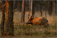 Abendsonne... Wildschwein *Sus scrofa*