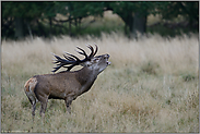 der Brunftschrei... Rothirsch *Cervus elaphus*