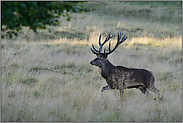 ziehend... Rothirsch *Cervus elaphus*