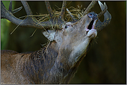 Kopfportrait... Rothirsch *Cervus elaphus*