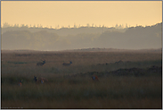 spätes Licht... Rotwild *Cervus elaphus*