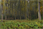 beginnender Herbst... Ilvericher Altrheinschlinge *Meerbusch*