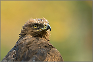 Adlerblick... Schreiadler *Aquila pomarina*