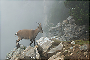 dicke Suppe... Steingeiss *Capra ibex*