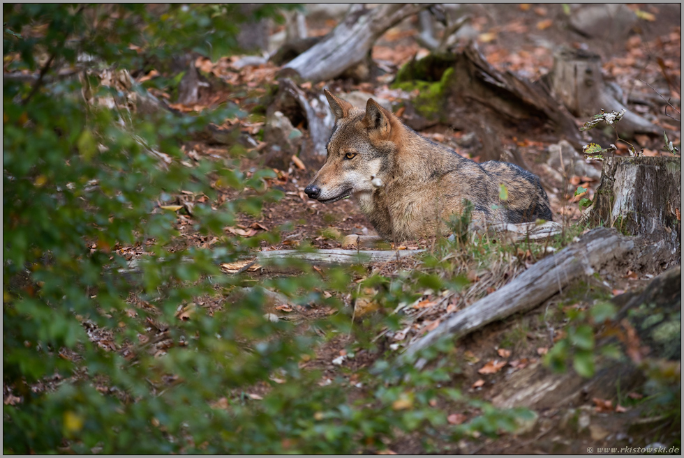 gut getarnt... Europäischer Wolf *Canis lupus*