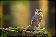 wunderschön... Schleiereule *Tyto alba*