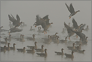 auffliegend aus dem Wasser... Blässgänse *Anser albifrons*