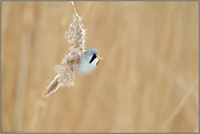 ein kurzer Blick... Bartmeise *Panurus biarmicus*