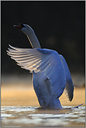 Flügelschlag im Gegenlicht... Höckerschwan *Cygnus olor*