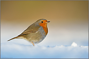 im Schnee... Rotkehlchen *Erithacus rubecula*