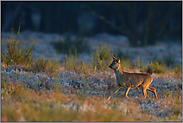 zielstrebig... Reh *Capreolus capreolus*