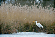 leichter Schneefall... Silberreiher *Casmerodius albus *