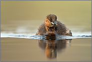 immer näher... Zwergtaucher *Tachybaptus ruficollis*