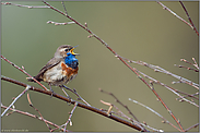 aus voller Brust... Blaukehlchen *Luscinia svecica*