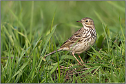 in der Wiese... Wiesenpieper *Anthus pratensis*