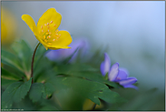 Wettstreit der Farben... Gelbes Buschwindroeschen *Anemone ranunculoides*