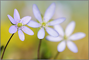 Staffelung... Leberblümchen *Anemone hepatica*