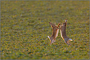 Kraftprobe... Feldhasen *Lepus europaeus*