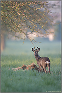 erwischt... Rehbock *Capreolus capreolus*