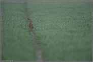 Orientierungsblick... Feldhase *Lepus europaeus*