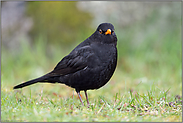 böse Blicke... Amsel *Turdus merula*