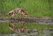 unterwegs am Wasser... Rotfuchs *Vulpes vulpes*