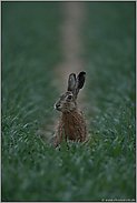 zögerlich... Feldhase *Lepus europaeus*