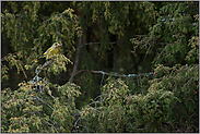 Nistzeit... Grünfink *Carduelis chloris*