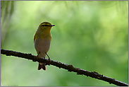 tief im Wald... Waldlaubsänger *Phylloscopus sibilatrix*