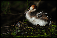 Nestflüchter... Haubentaucher *Podiceps cristatus*