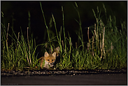 Jungfüchse am Straßenrand... Rotfuchs *Vulpes vulpes*