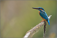 geschickter Jäger... Eisvogel *Alcedo atthis*