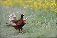 Flattersprung am Rapsfeld... Fasan *Phasianus colchicus*